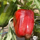 Plant de poivron doux 'Sonar' F1 bio : pot de 0,5 litre